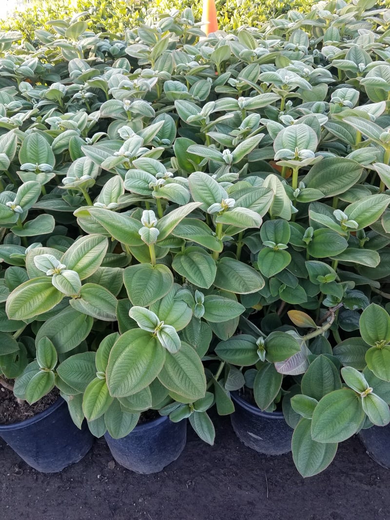 Photo for Tibouchina urvilleana (T. semidecandra) (Princess Flower)