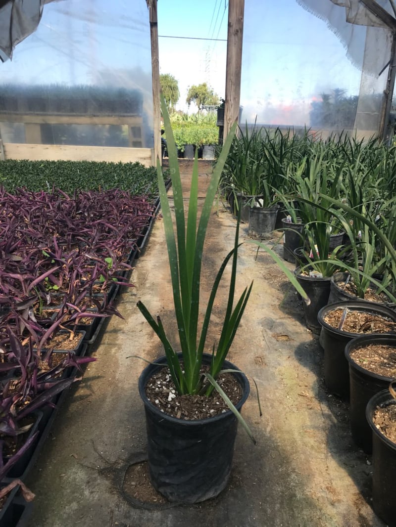 Photo for Anigozanthos 'Big Roo' (Yellow Tall) (Kangaroo Paw )