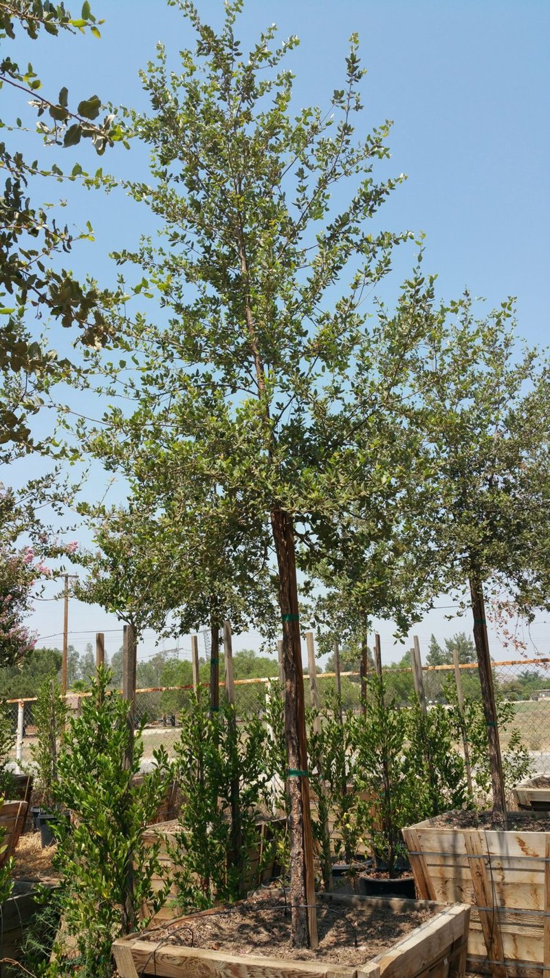 Photo for Quercus virginiana (Southern Live Oak)