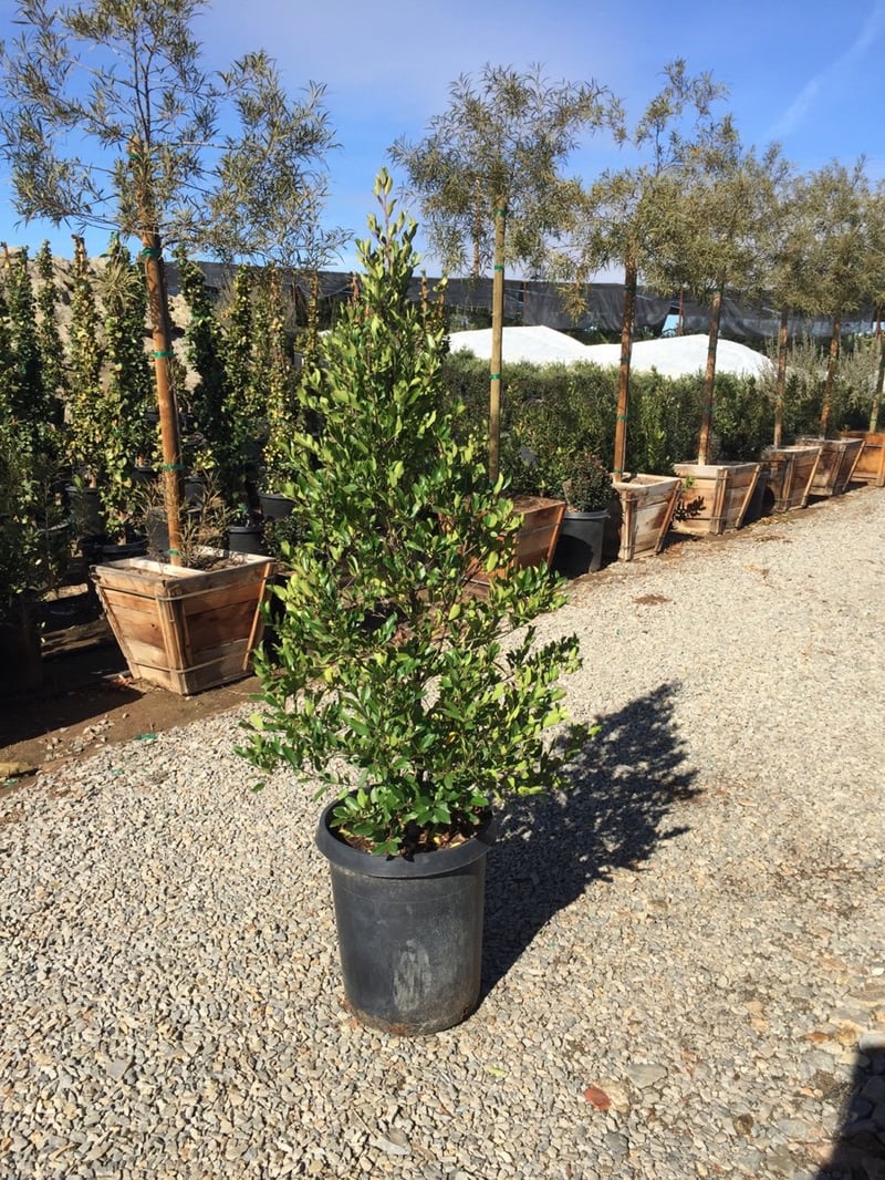 Photo for Prunus caroliniana 'Compacta' (Compact Carolina Cherry Laurel)