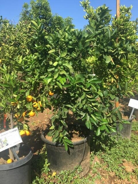 Photo for Citrus Lime 'Bearrs' (Bearrs Lime Tree)