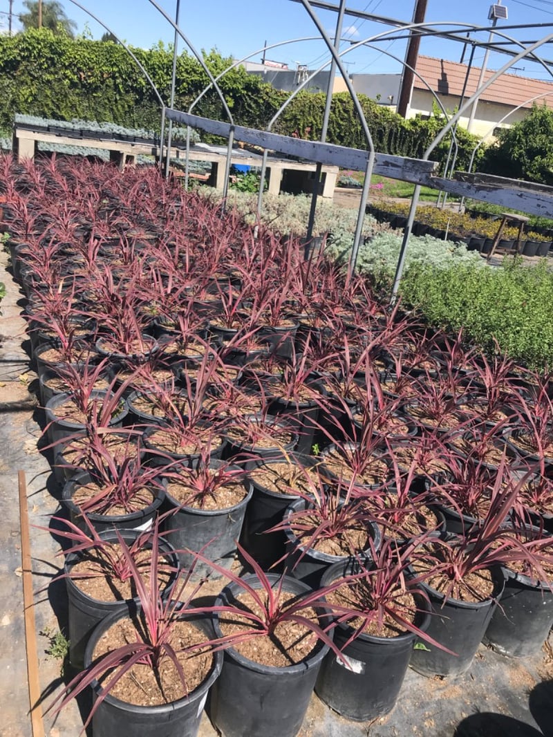 Photo for Cordyline 'Electric Pink' (Pink variegated Dracaena)