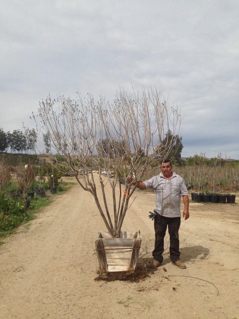 Photo for Vitex agnus-castus (Multi) (Chaste Tree)