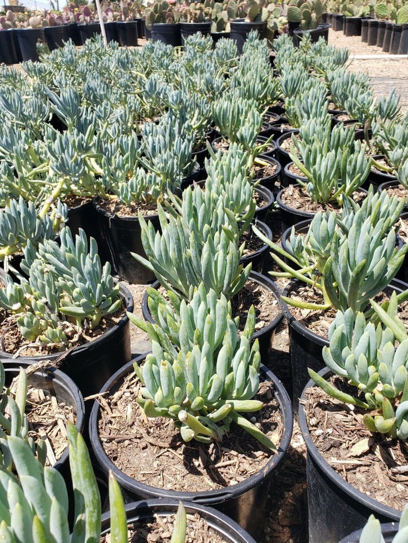 Photo for Senecio mandraliscae 'Blue Chalk Sticks' (Senecio)