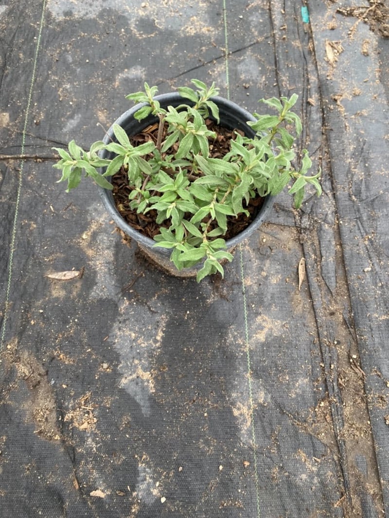 Photo for Cistus x skanbergii (Pink Coral Rockrose)