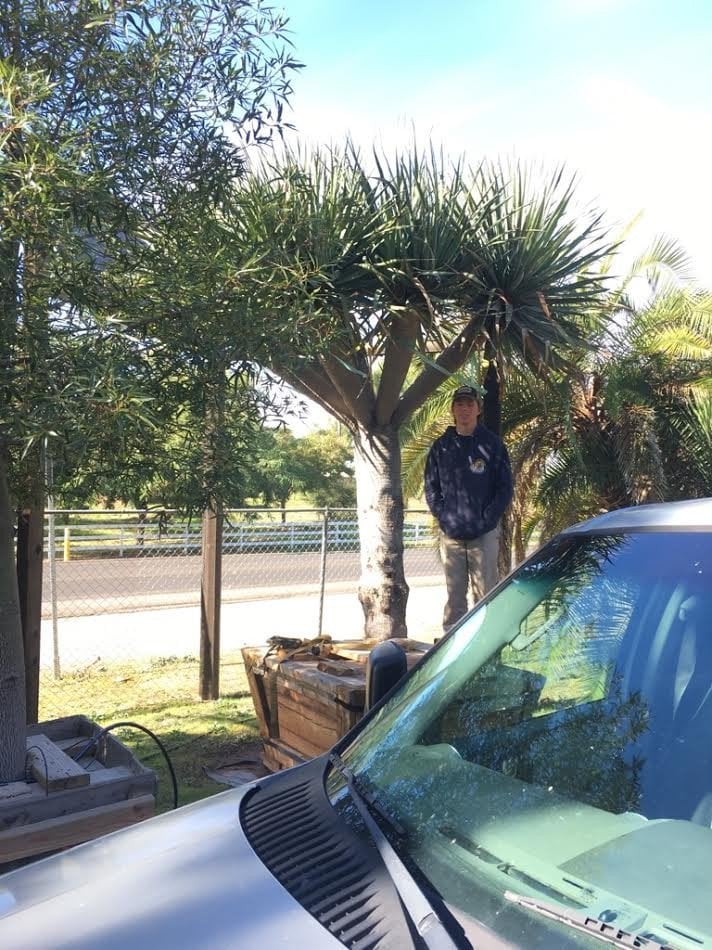 Photo for Dracaena draco (Multi) (Dragon Tree)