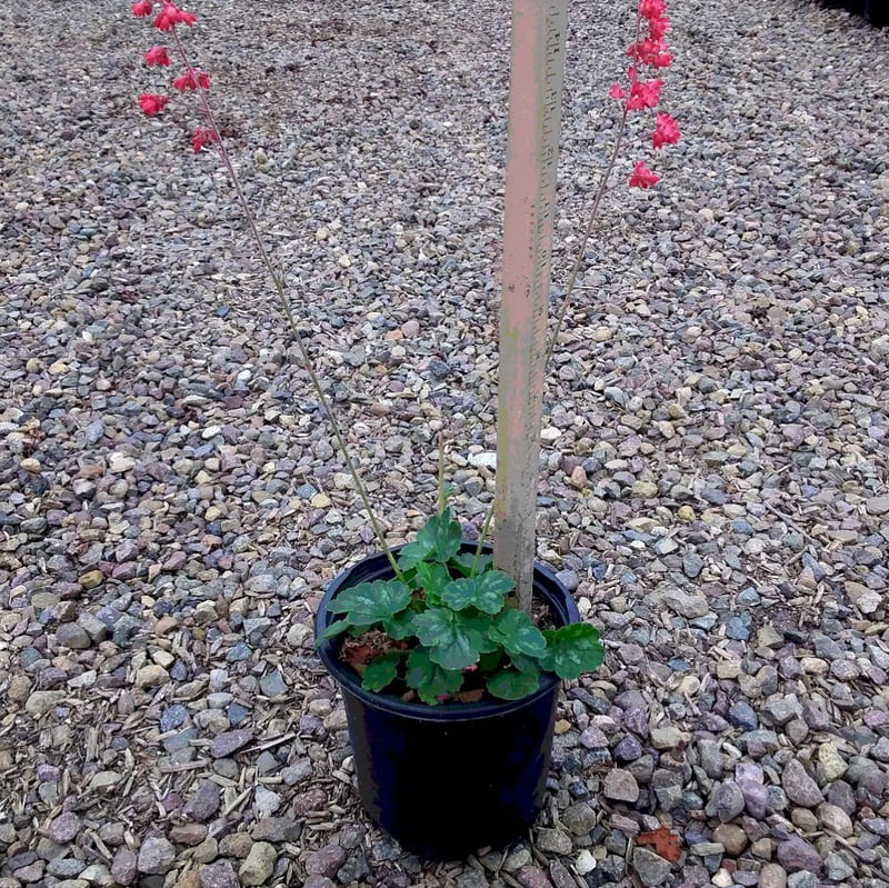 Photo for Heuchera sanguinea (Coral Bells)