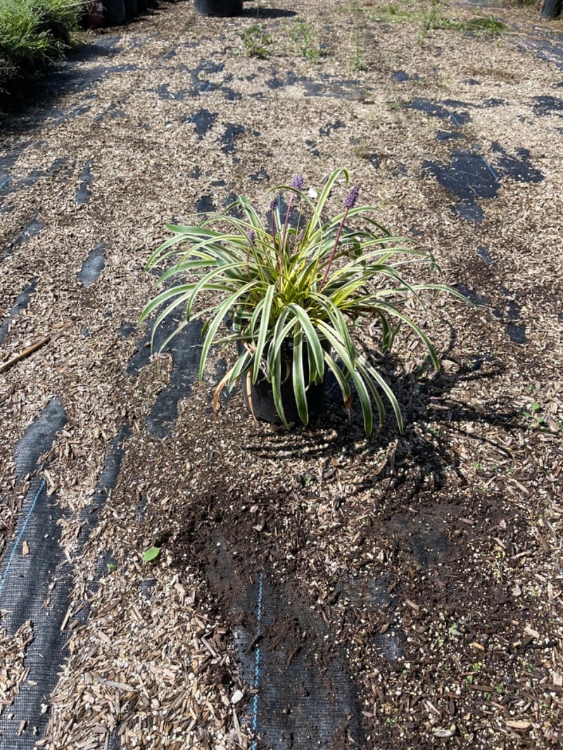 Photo for Liriope muscari 'Silvery Sunproof' (Liriope muscari 'Silvery Sunproof')