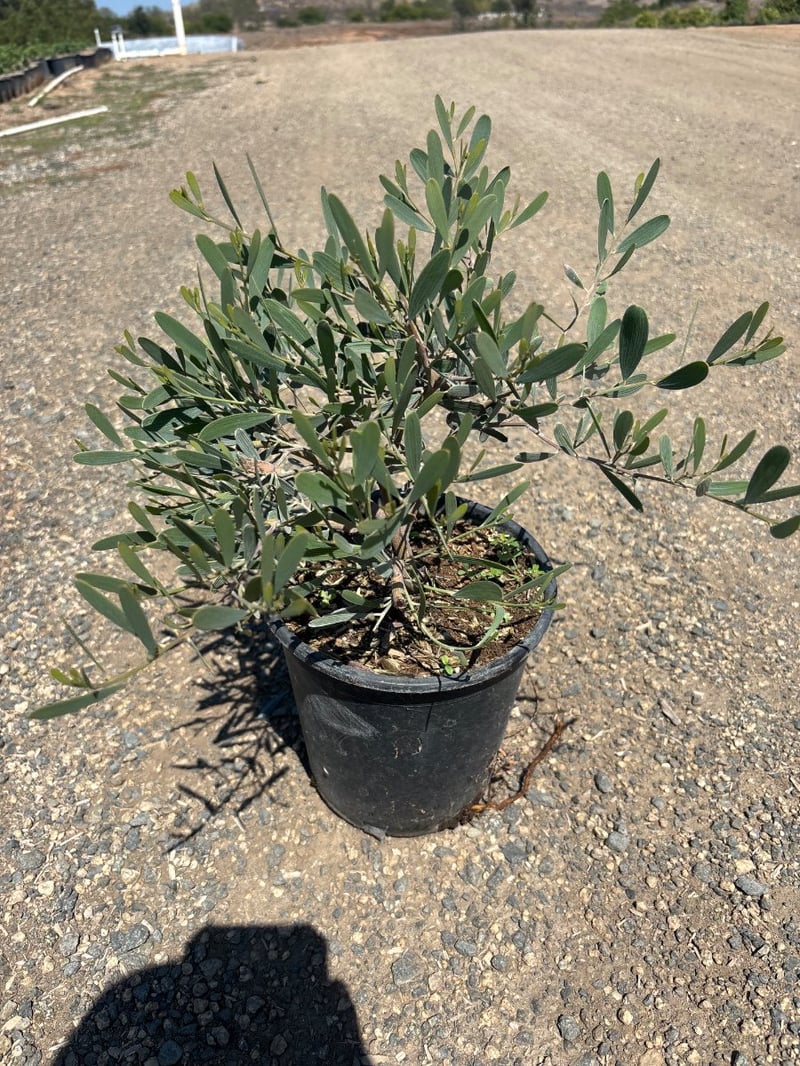 Photo for Acacia redolens 'Low Boy' (Prostrate Acacia)