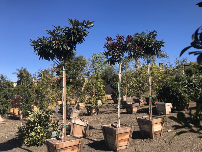 Photo for Eriobotrya deflexa (Standard) (Bronze Loquat)