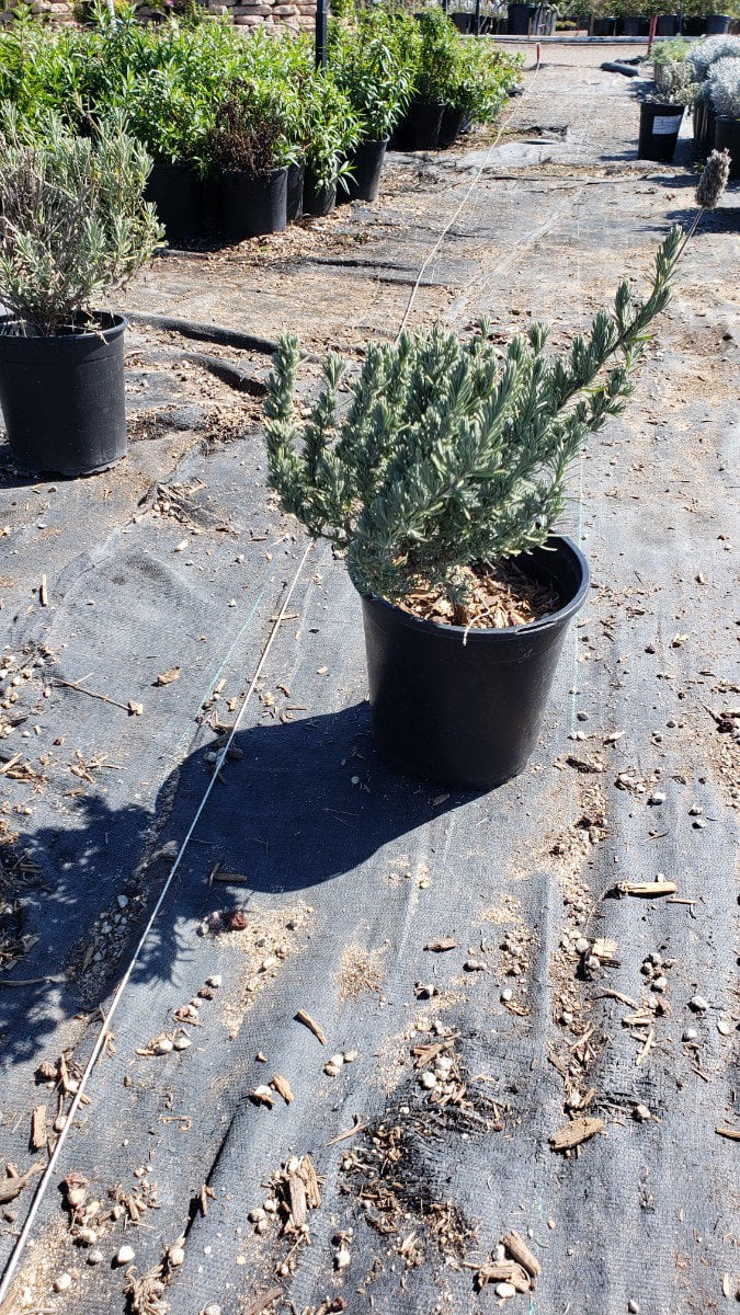 Photo for Lavandula stoechas (Spanish Lavender)