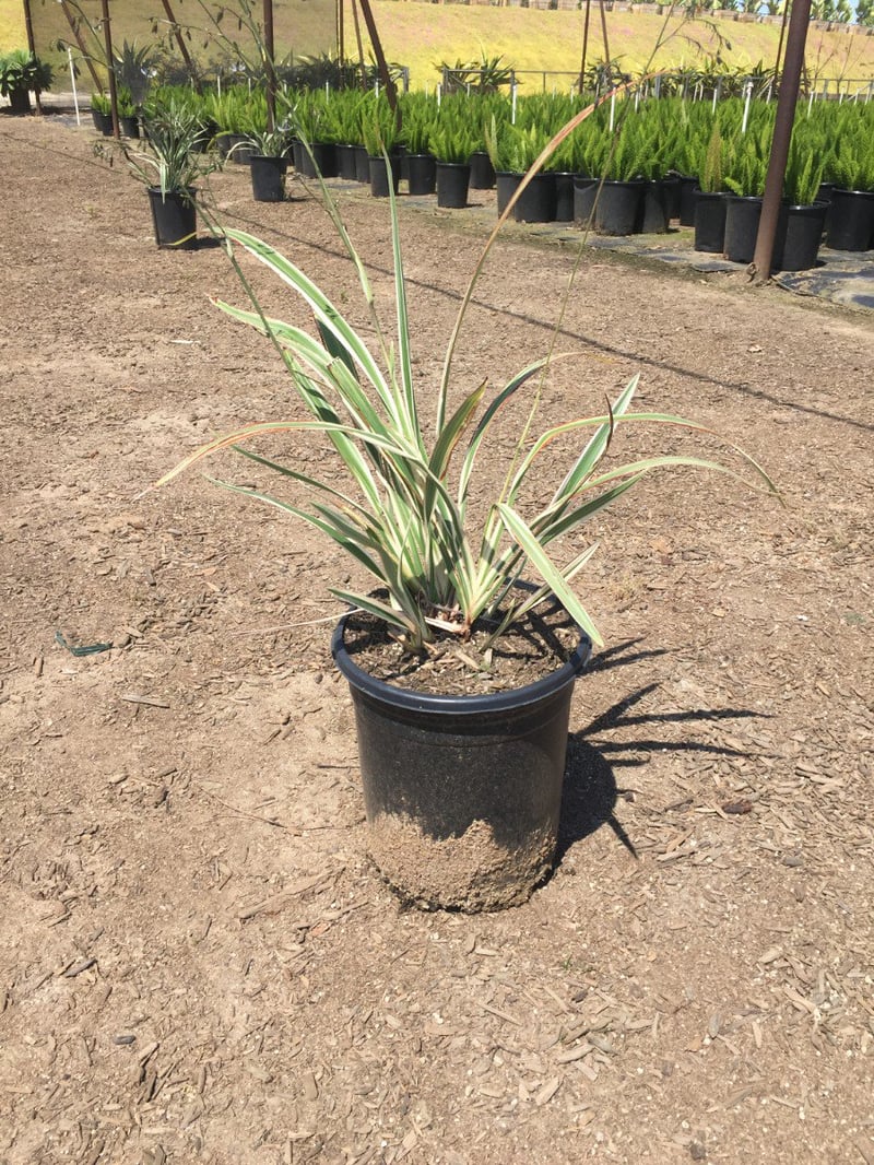Photo for Dianella tasmanica 'Silver Streak' (Silver Streak Flax Lily)