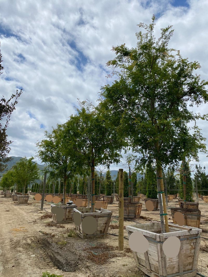 Photo for Ulmus parvifolia 'True Green' (True Green Chinese Elm)