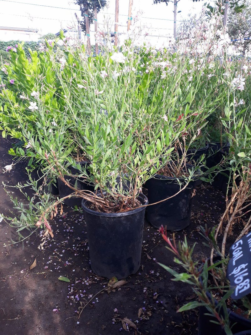 Photo for Gaura lindheimeri ‘Geyser White’ (Geyser White Guara)
