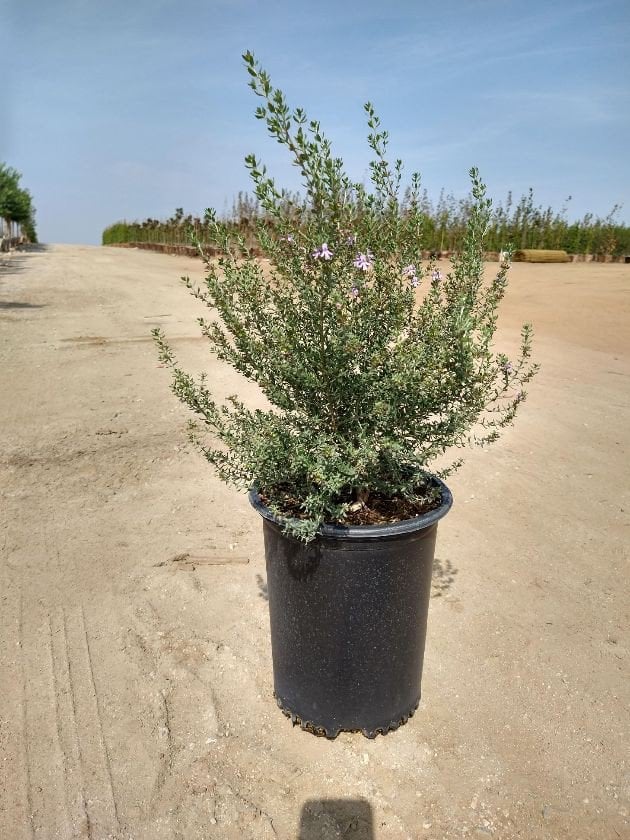 Photo for Westringia fruticosa 'Blue Gem' (Blue Gem Coast Rosemary)