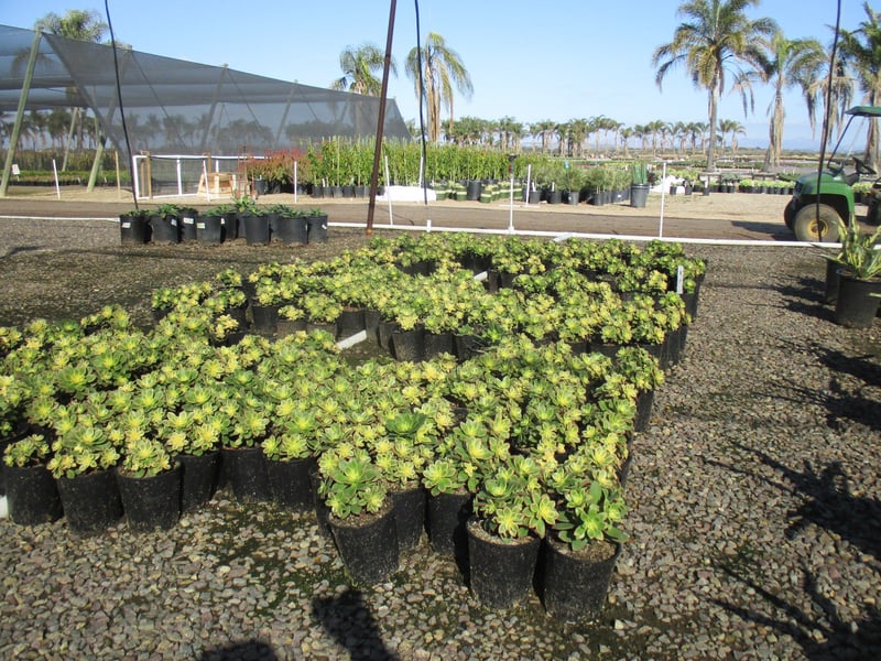 Photo for Aeonium 'Kiwi' (Kiwi Aeonium)