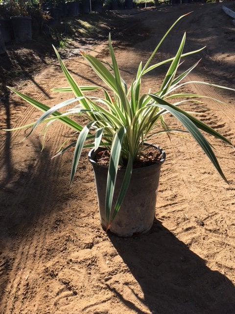 Photo for Dianella tasmanica 'Variegata' (Variegated Flax Lily)