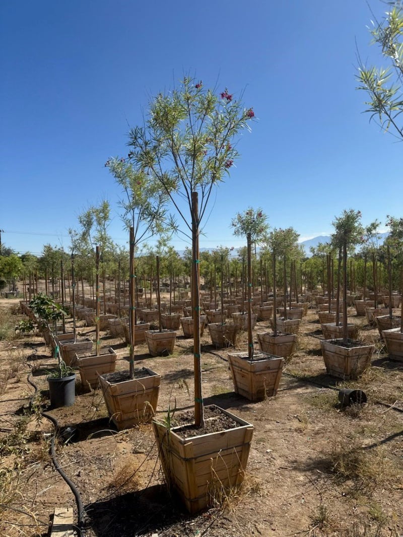 Photo for Chilopsis linearis (Standard) (Desert Willow)