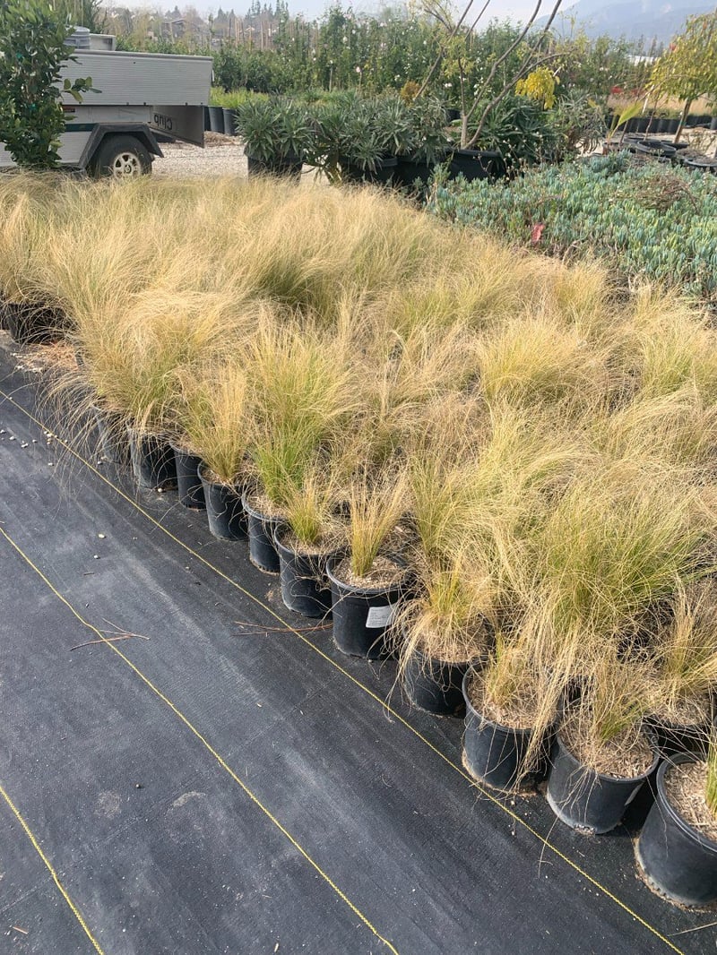Photo for Nassella tenuissima (Mexican Feathergrass)