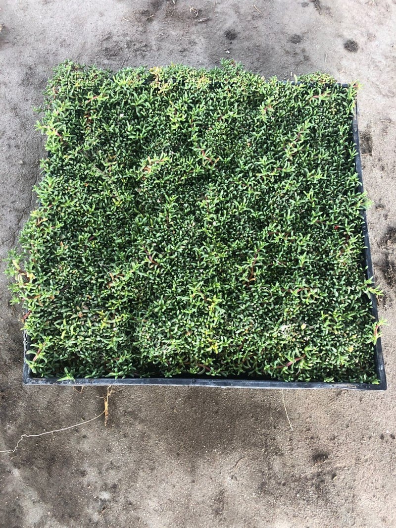 Photo for Ruschia lineolata 'Nana' ('Nana' Carpet of Stars)