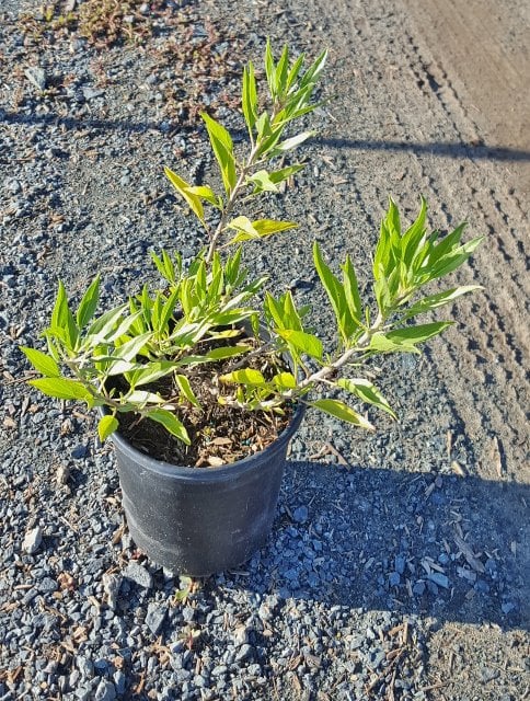 Photo for Encelia californica (Coast Sunflower)
