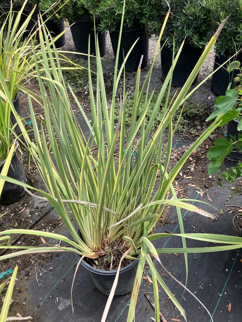 Photo for Dietes grandiflora 'Sunstripe' (Striped Fortnight Lily)