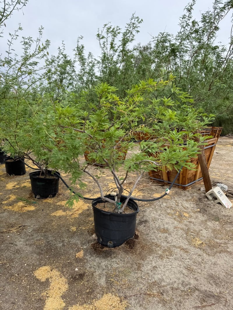 Photo for Prosopis chilensis (Thornless Chilean Mesquite)