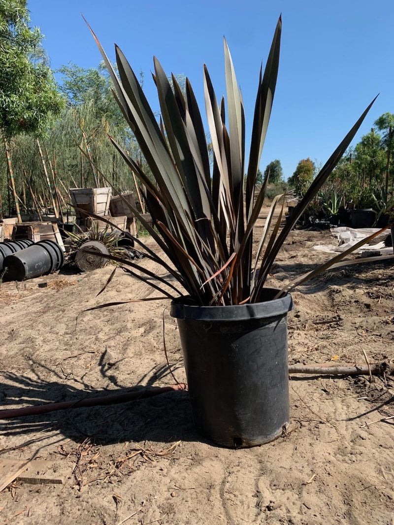 Photo for Phormium tenax (New Zealand Flax)