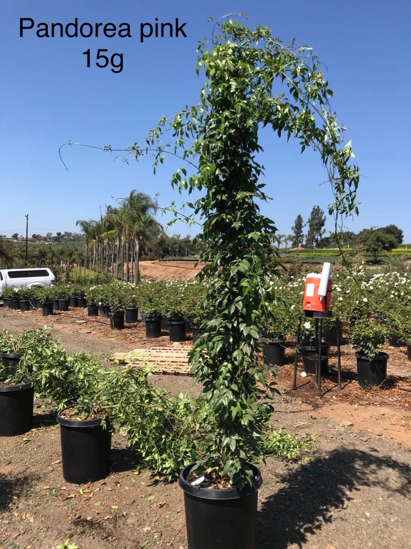 Photo for Eugenia myrtifolia (Brush Cherry)