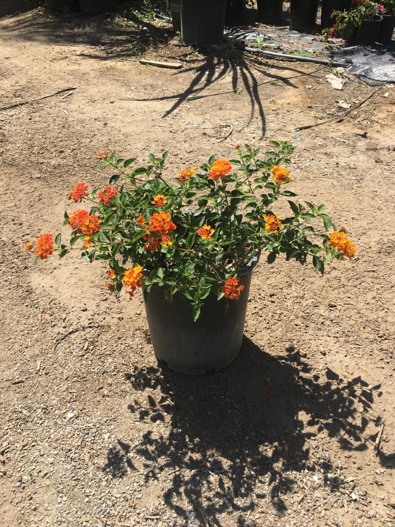 Photo for Lantana camara (Common Lantana)
