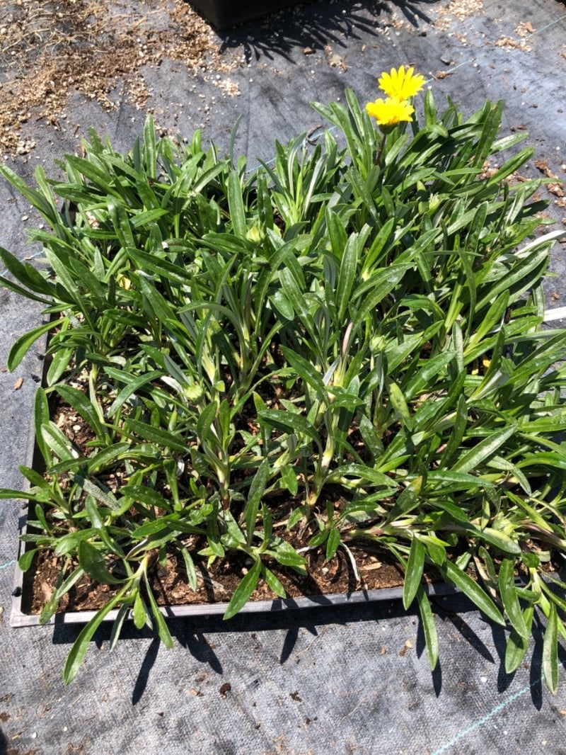 Photo for Gazania 'Yellow' (Yellow Gazania)