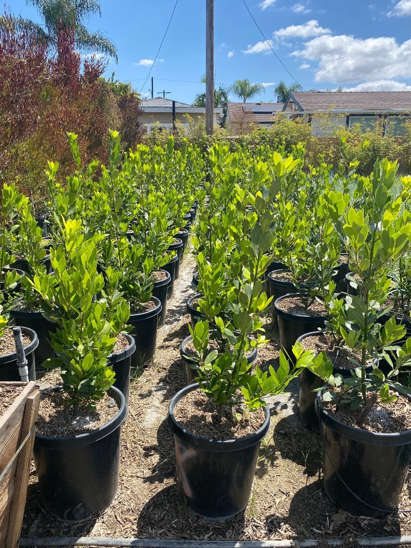 Photo for Laurus nobilis (Column) (Sweet Bay)