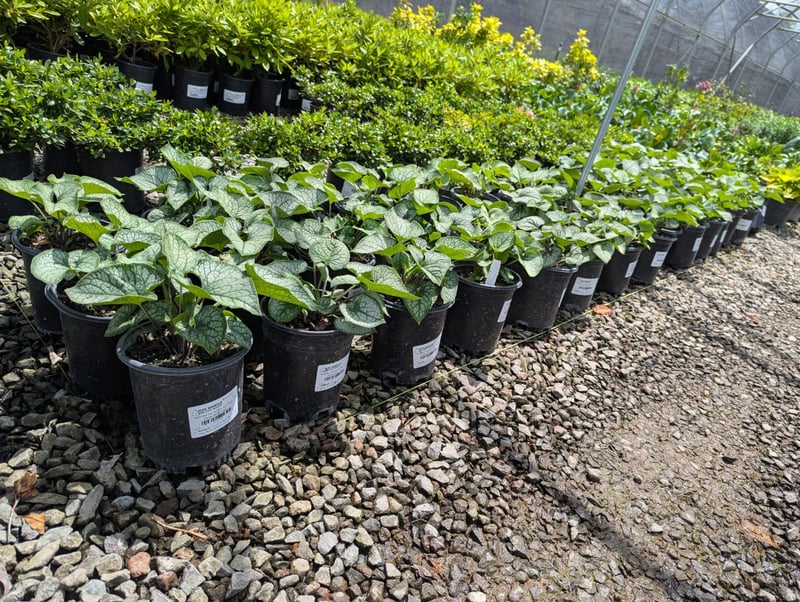 Photo for Brunnera macrophylla 'Jack Frost' (Jack Frost Siberian Bugloss)