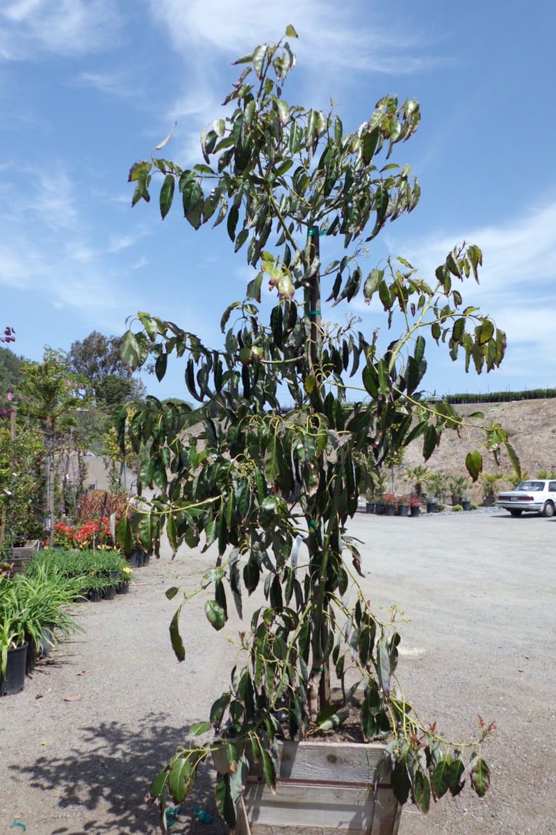 Photo for Persea americana 'Stewart' or 'Sir Prize' (Stewart or Sir Prize Avocado)