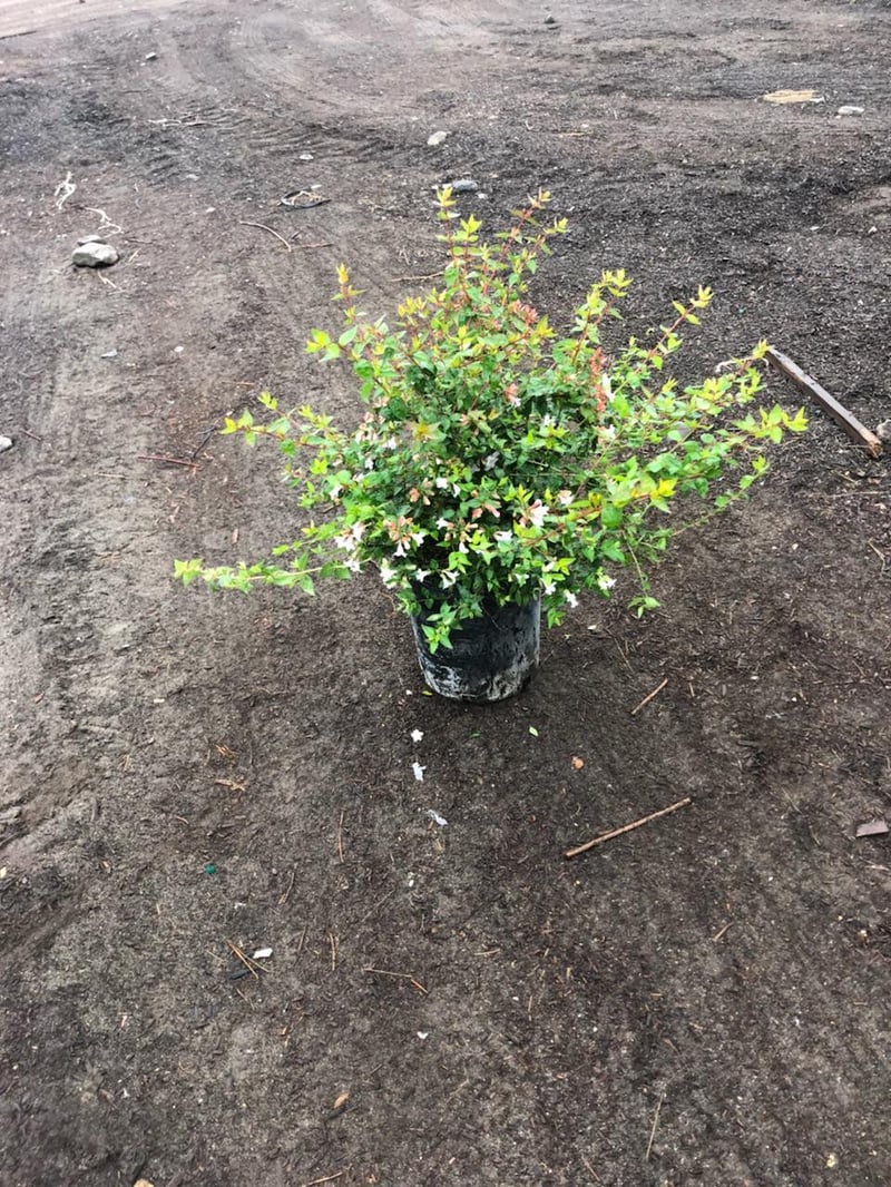 Photo for Abelia grandiflora 'Edward Goucher' (Edward Goucher Abelia)