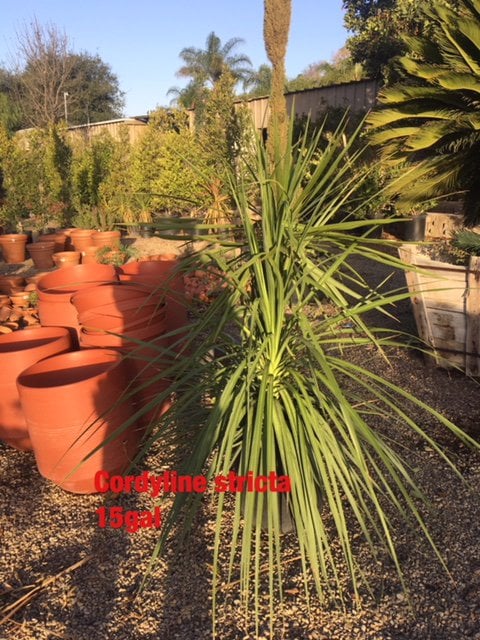 Photo for Cordyline australis (Grass Palm, Grass Tree)