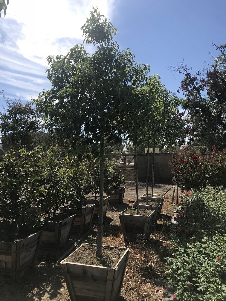 Photo for Cinnamomum camphora (Camphor Tree)