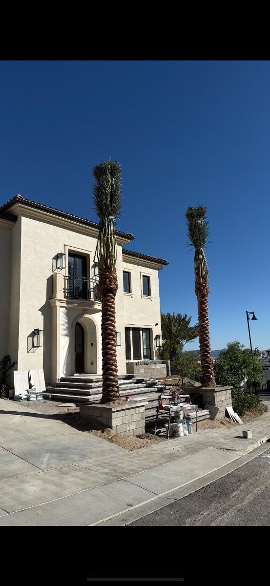 Photo for Phoenix dactylifera 'Medjool' (Medjool Date Palm)