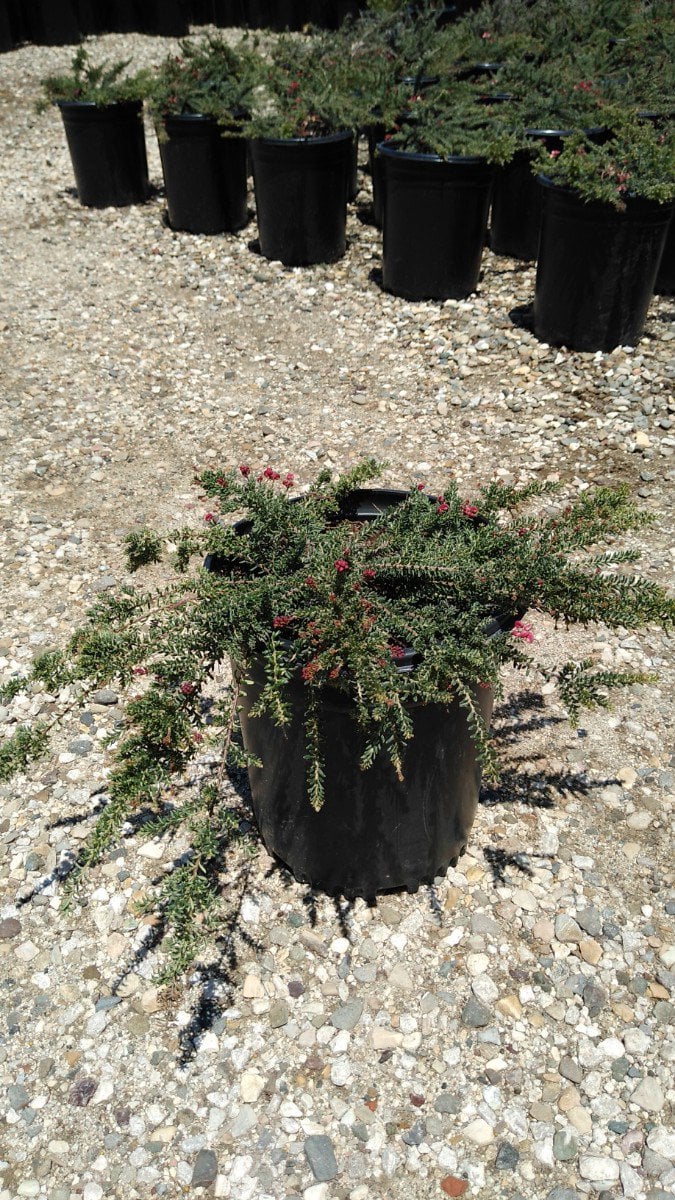 Photo for Grevillea lanigera 'Coastal Gem' (Costal Gem Grevillea)