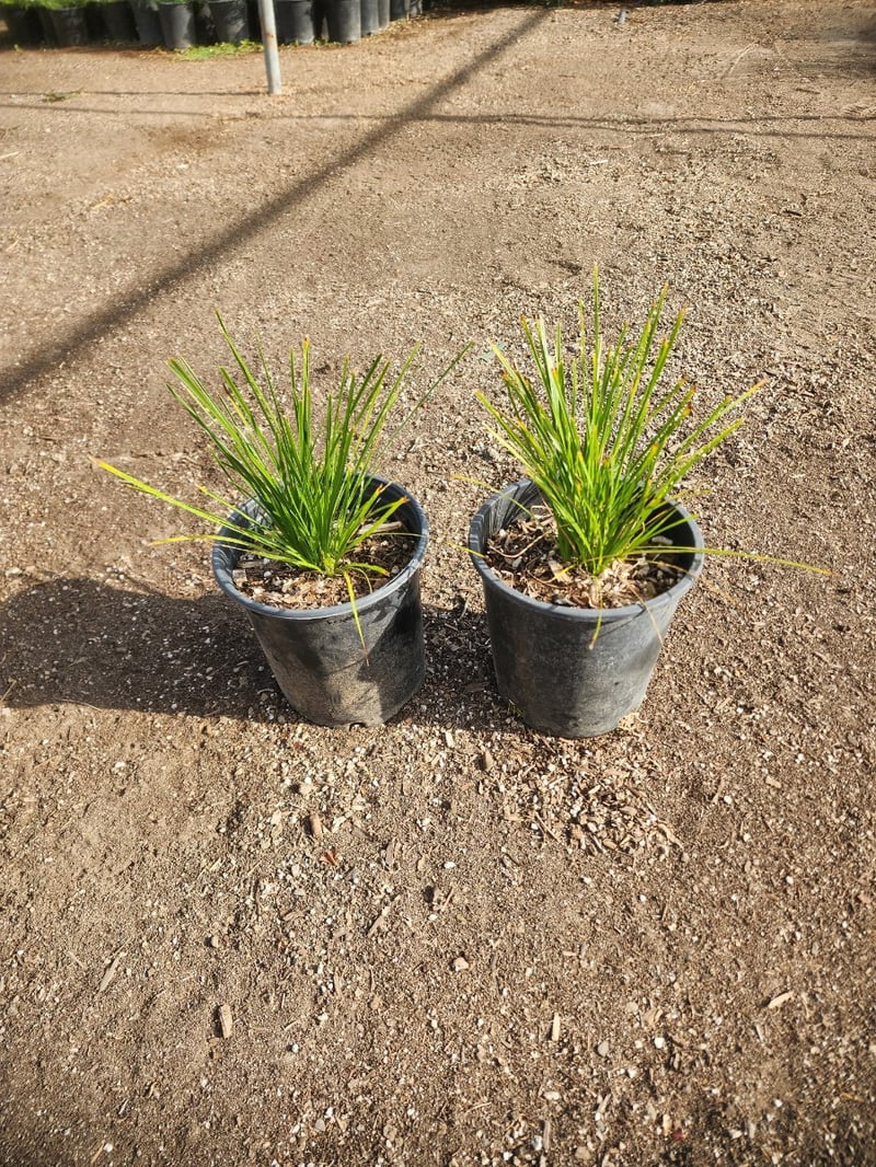 Photo for Lomandra confertifolia ssp. pallida 'Pom Pom' (Shorty Mat Rush)