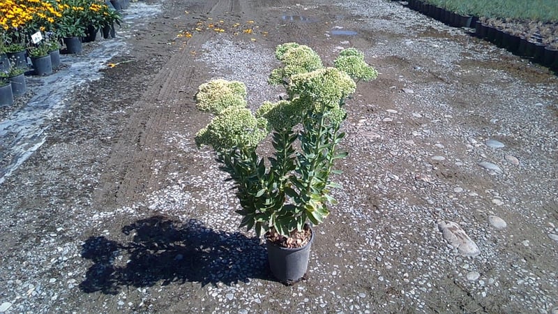 Photo for Sedum spectabile 'Autumn Joy' (Autumn Joy Stonecrop)