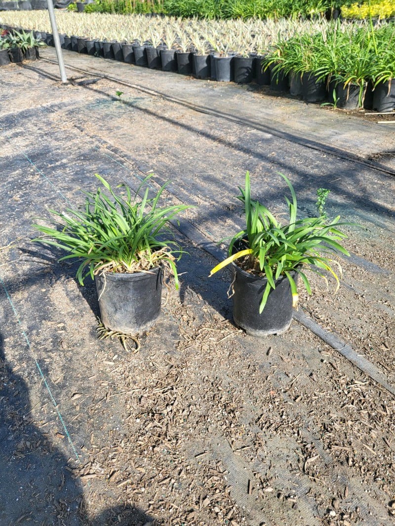Photo for Agapanthus 'Peter Pan Blue' (Peter Pan Dwarf Lily of the Nile)