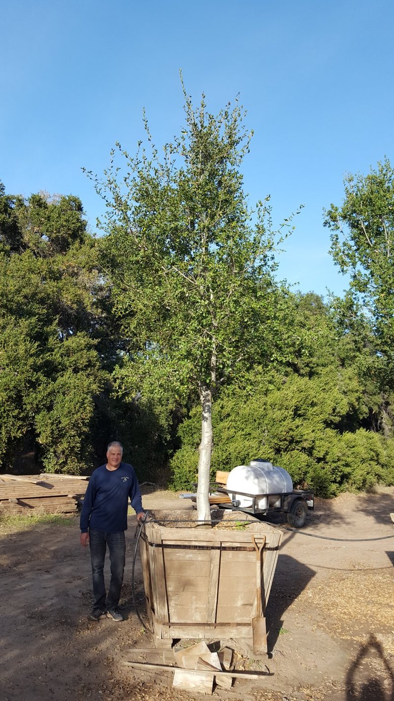 Photo for Quercus agrifolia (Multi) (Coast Live Oak)