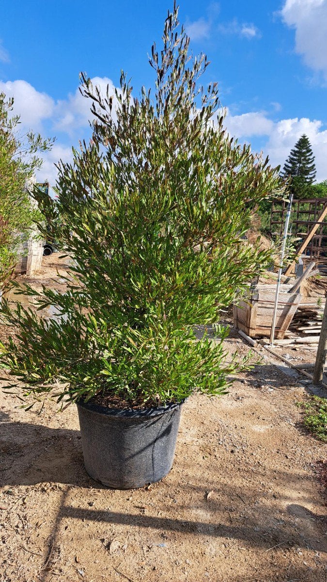 Photo for Dodonaea viscosa 'Purpurea' (Purple-leafed Hop-bush)