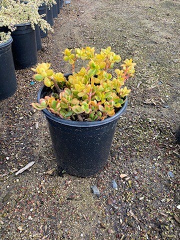 Photo for Crassula ovata 'Hummel's Sunset' (Golden Jade Plant)