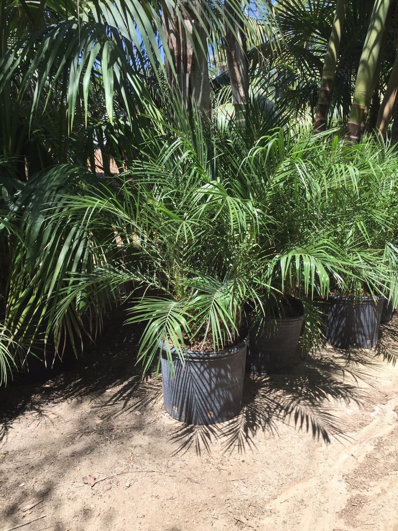 Photo for Phoenix roebelenii (Pygmy Date Palm)