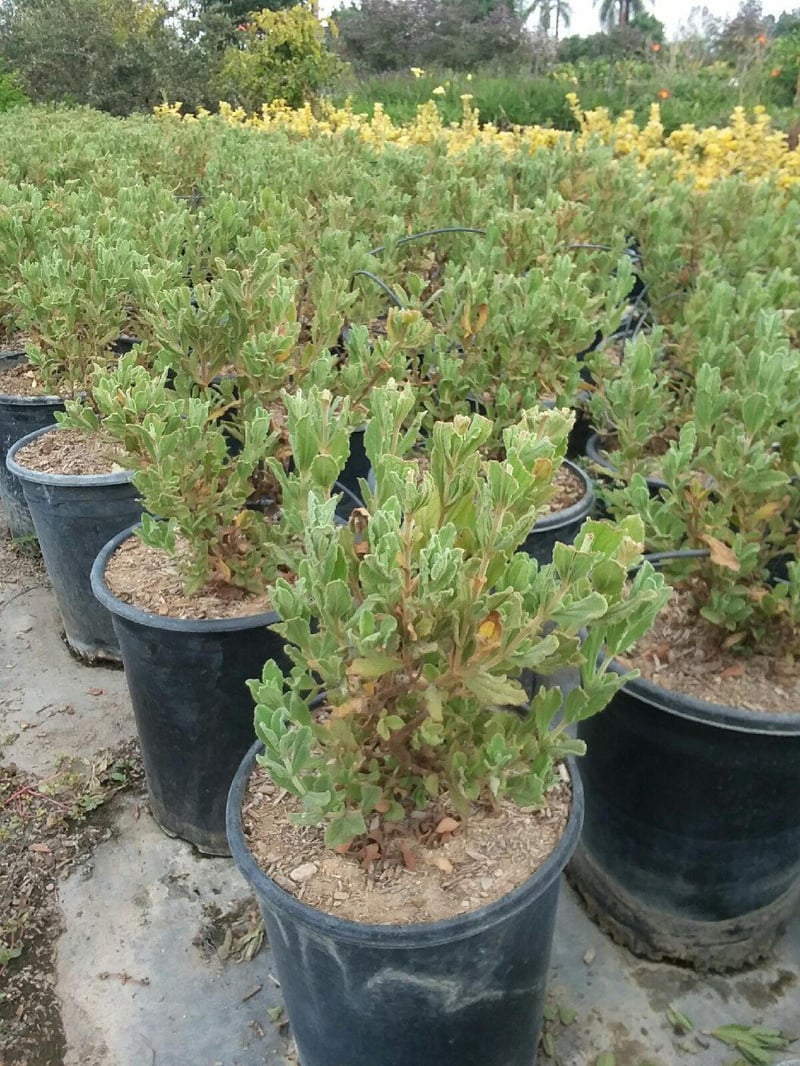 Photo for Cistus 'Sunset' (Sunset Rockrose)