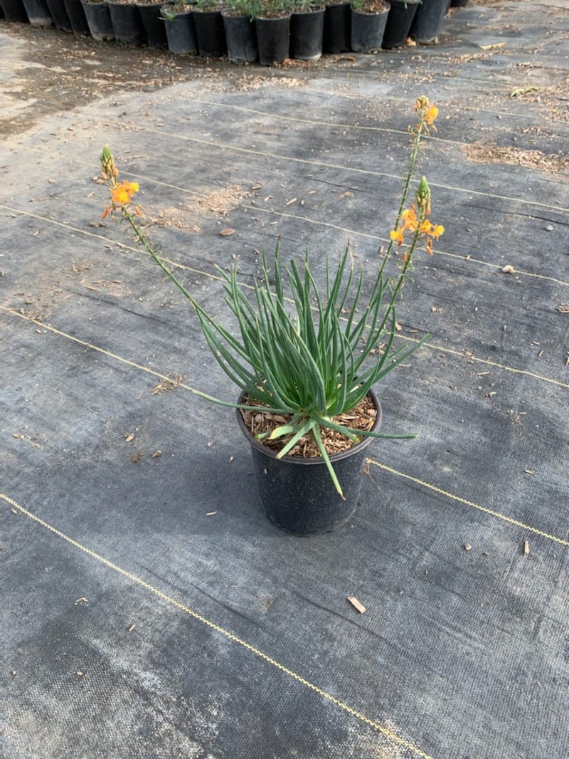 Photo for Bulbine frutescens (Stalked Bulbine)
