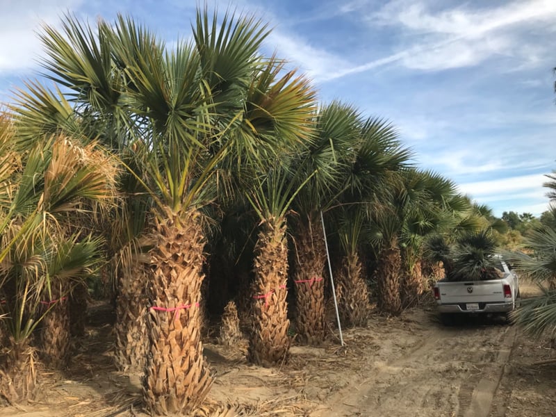 Photo for Sabal 'Riverside' (Riverside hybrid Sabal)