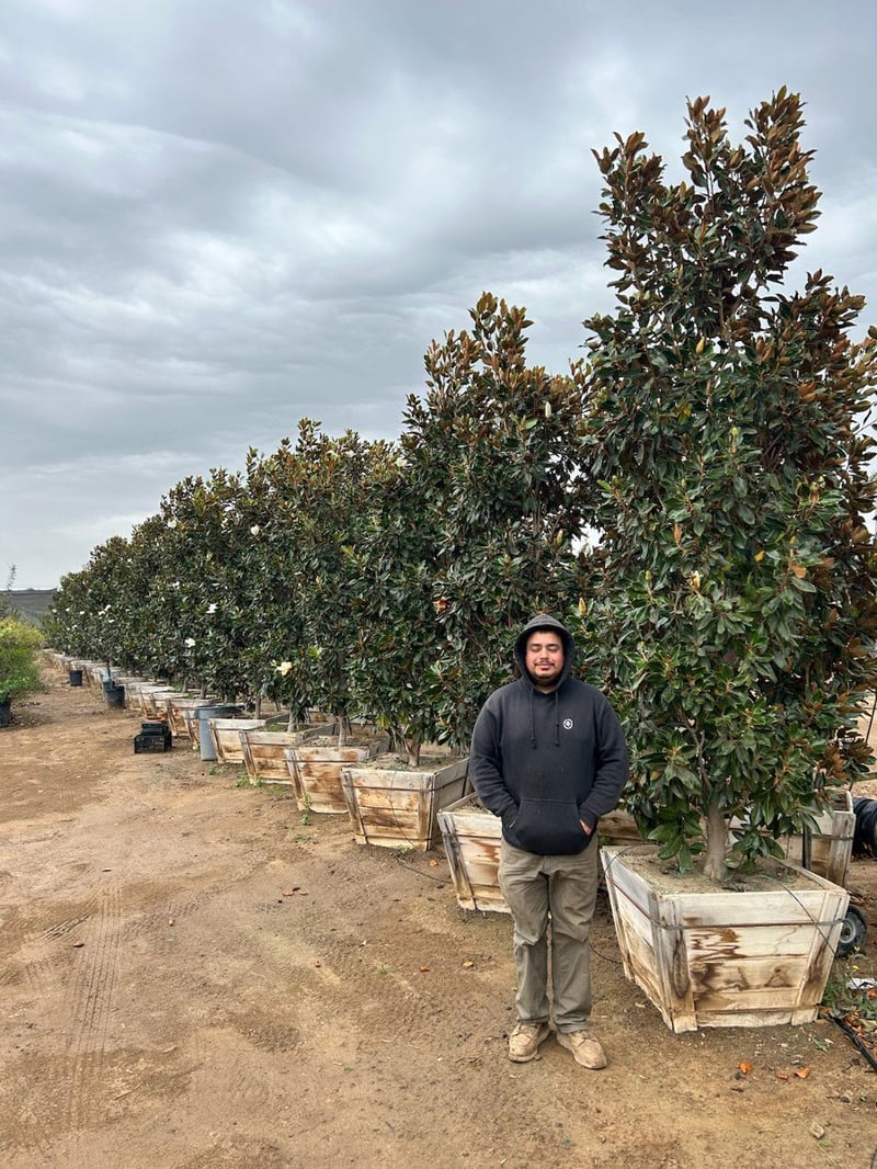 Photo for Magnolia grandiflora 'Little Gem' (Low Branching) (Little Gem Dwarf Magnolia)